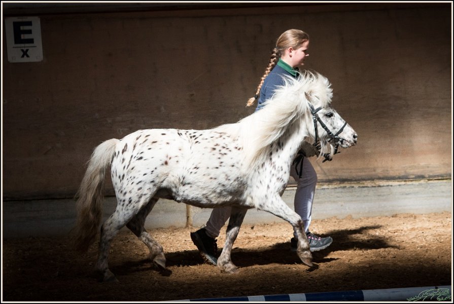 Pferd International 011